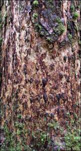 tree-bark.jpg